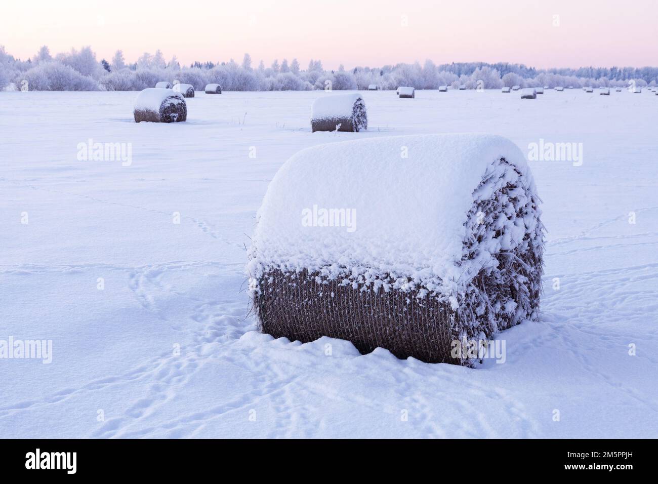 Balle di fieno innevate su un campo durante una croccante e fredda serata invernale in Estonia, Nord Europa Foto Stock