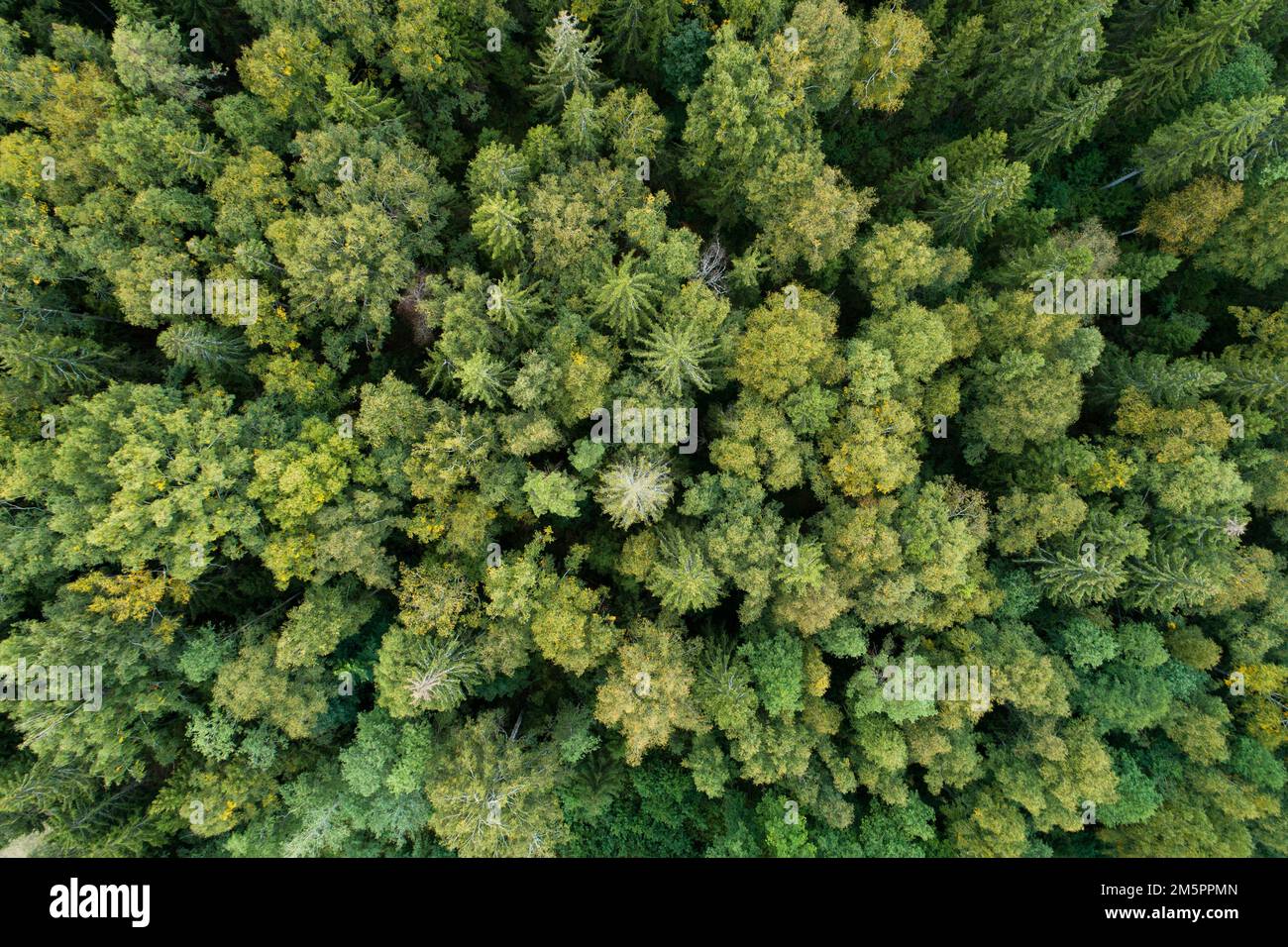 Antenna di una foresta boreale mista a fine estate in Estonia, Nord Europa Foto Stock
