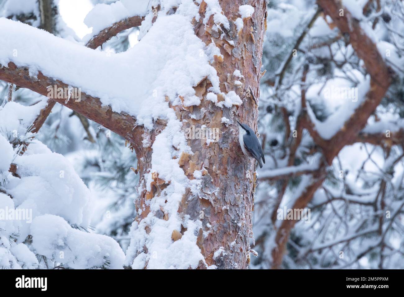 Una piccola nuthatch eurasiatica alla ricerca di cibo su un pino innevato in una foresta boreale in Estonia, Nord Europa Foto Stock