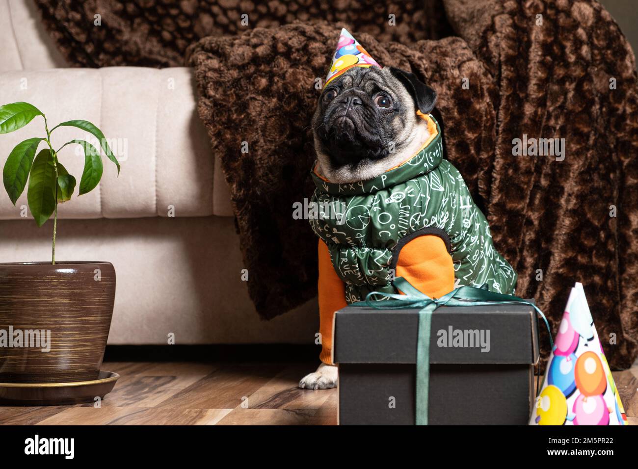 Un piccolo pug in un cappellino festivo e costume si siede vicino al regalo, l'animale domestico celebra il suo compleanno. Foto Stock