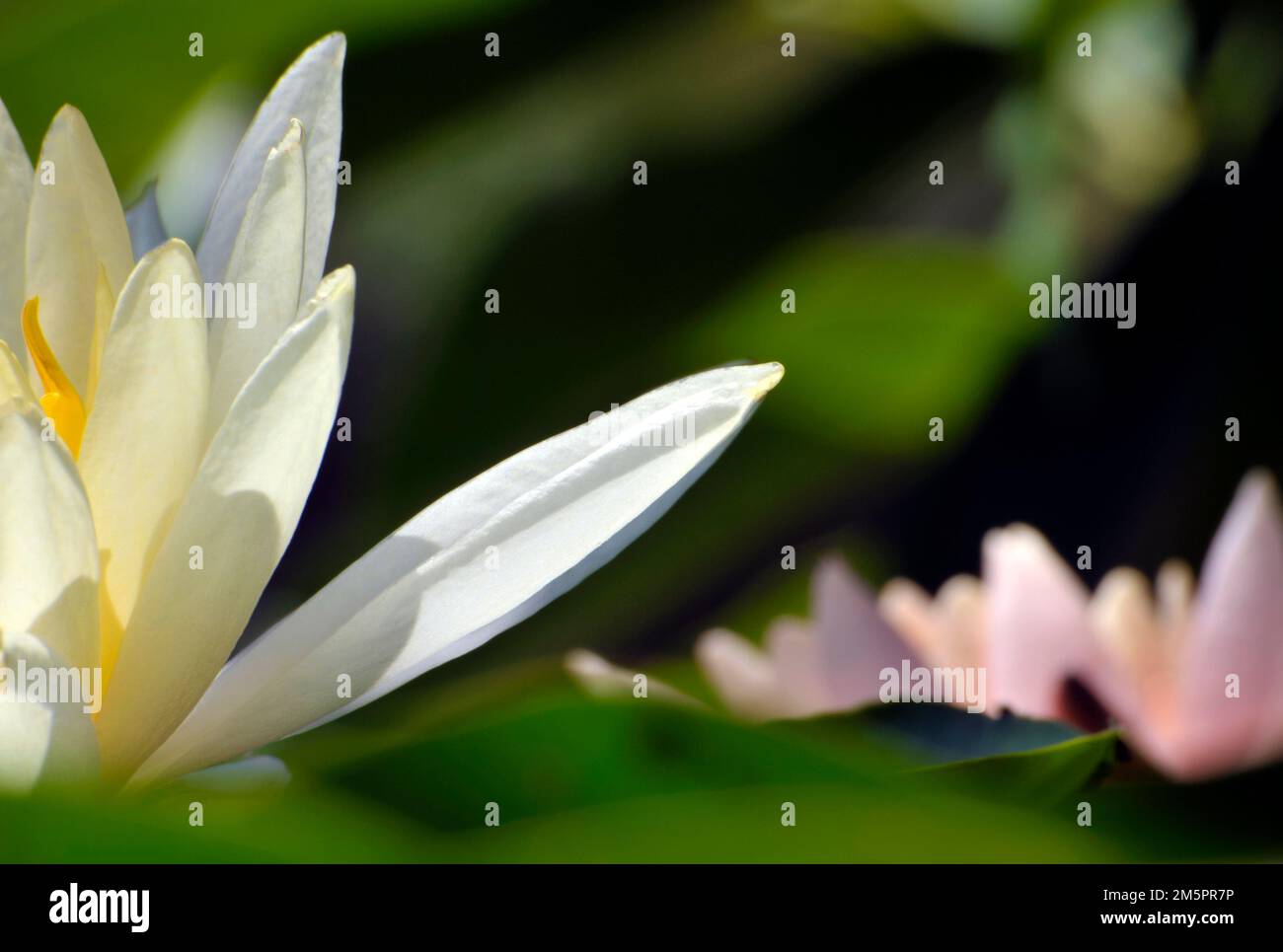 Fiori di loto in fiore Foto Stock