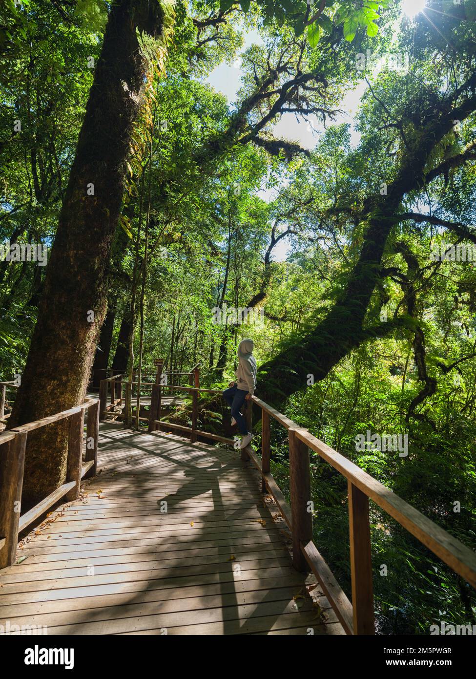 Vecchio albero nella foresta nuvola. Ponte di legno con muschio verde pianta e albero alla luce del sole nella foresta pluviale. Doi Inthanon parco nazionale. Chiang mai, Thailandia Foto Stock