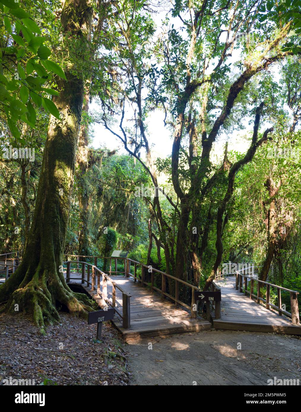 Vecchio albero nella foresta nuvola. Ponte di legno con muschio verde pianta e albero alla luce del sole nella foresta pluviale. Doi Inthanon parco nazionale. Chiang mai, Thailandia Foto Stock