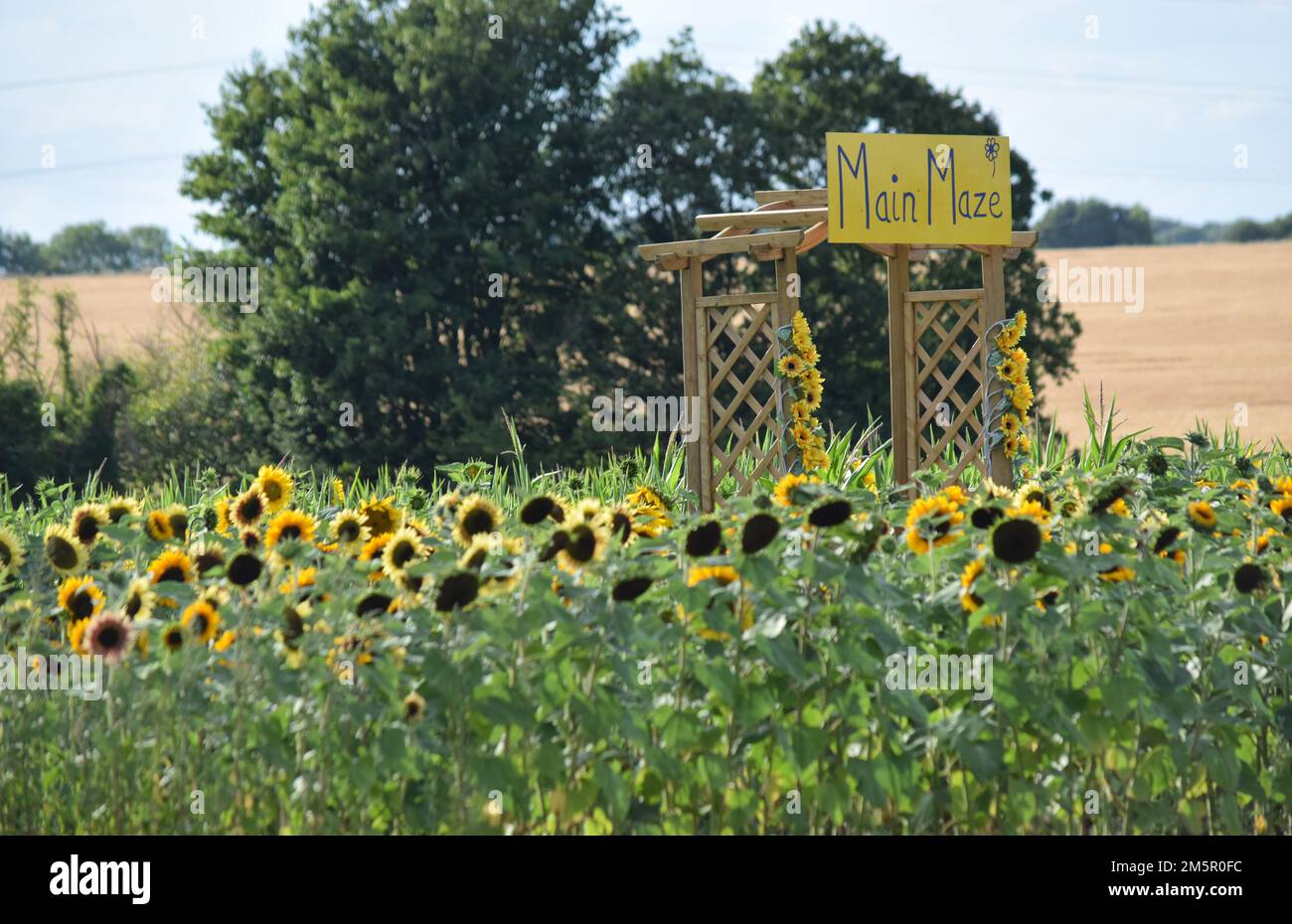 labirinto di girasole, allevamento di rane, suffolk, Foto Stock