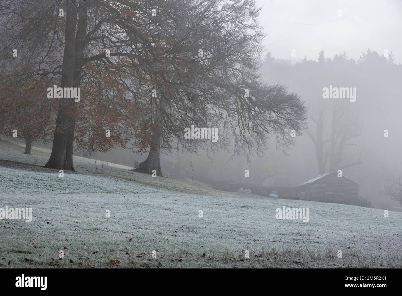 Bellissimo paesaggio invernale nella campagna inglese all'alba con fitta nebbia che nasconde edifici agricoli attraverso i campi Foto Stock