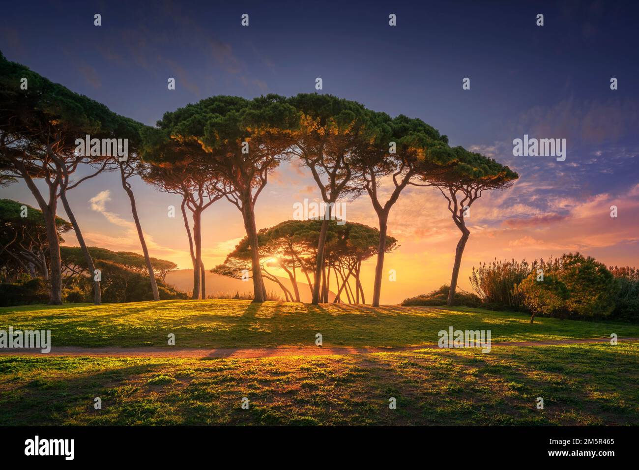 Alberi di pino di pietra vicino al mare e alla spiaggia al tramonto. Baratti, Maremma, Piombino, provincia di Livorno, regione Toscana, Italia. Foto Stock