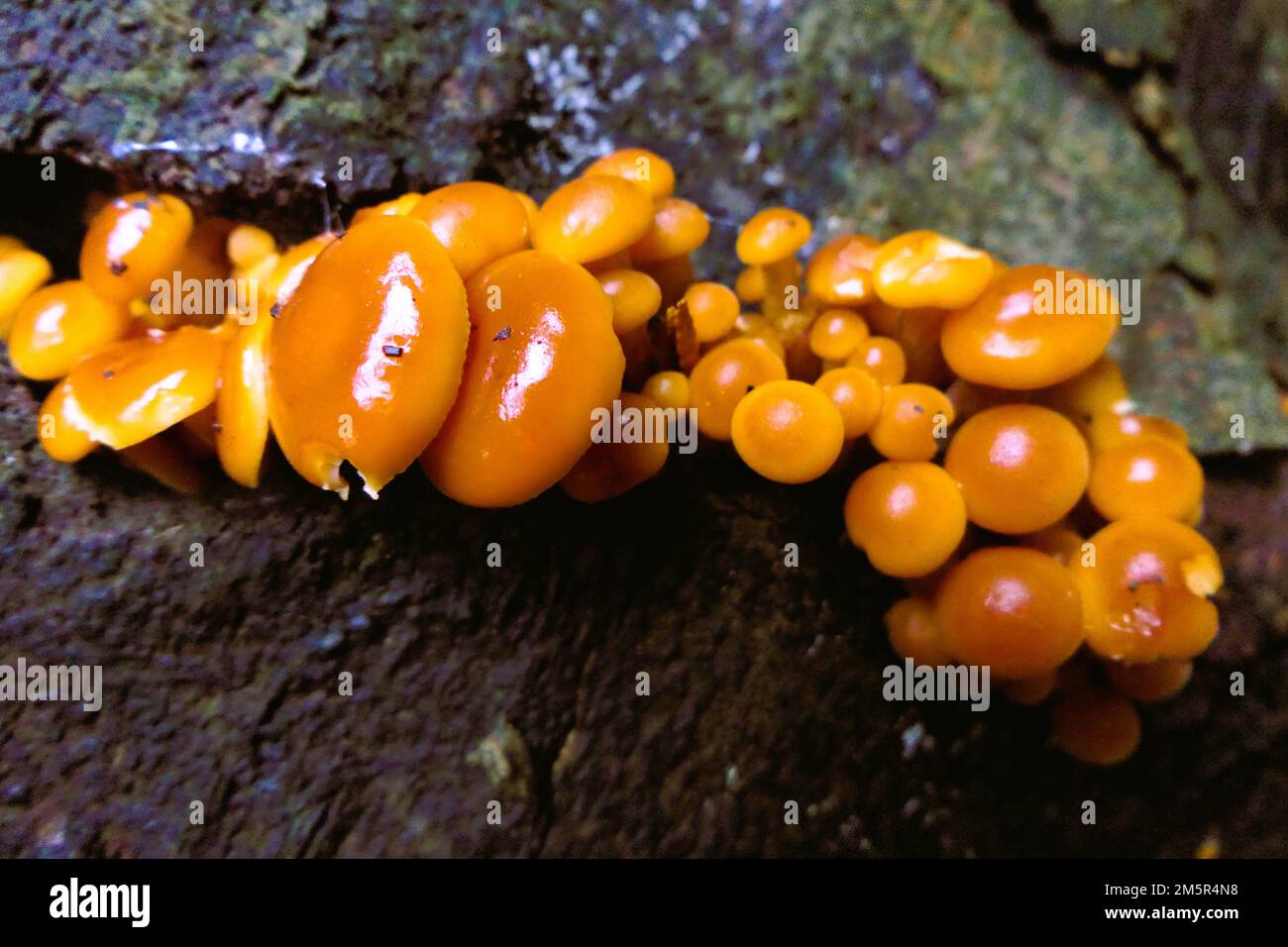 Funghi foraggio a Birmingham UK Foto Stock