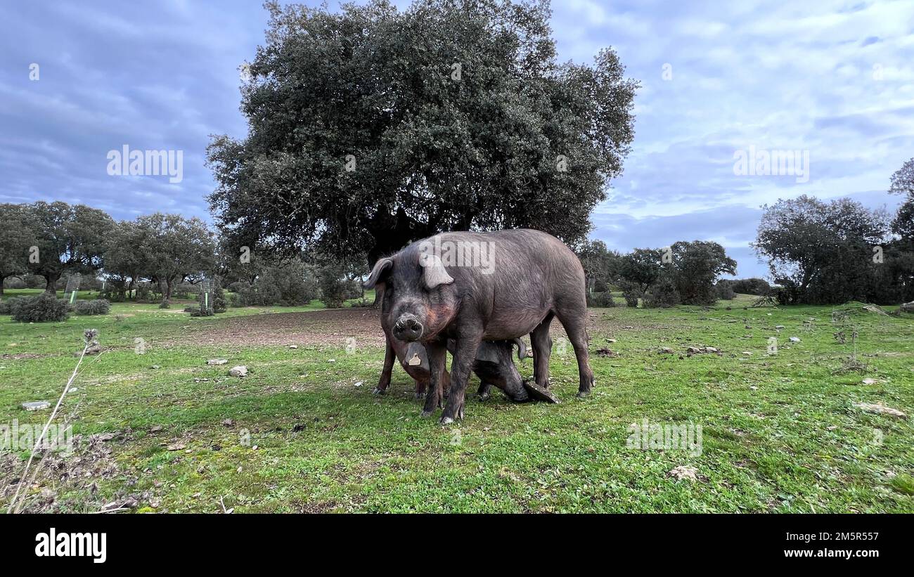 Il suino iberico è una razza suina predominante nella penisola iberica. Foto Stock