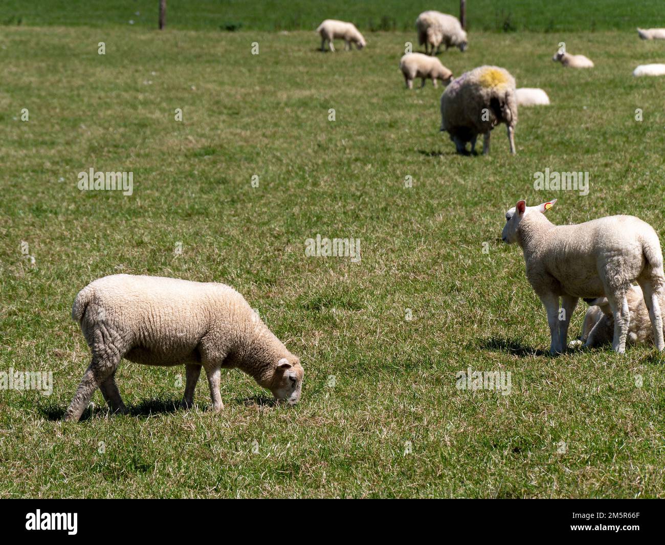 Qualche pecora su un prato verde in una giornata di sole primaverile. Allevamento di bestiame. Pecora su pascolo libero. Allevamento ecologico degli animali in Irlanda, azienda agricola biologica. Lui Foto Stock