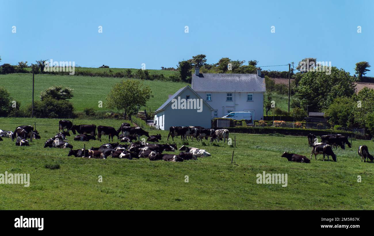 Una mandria in un paddock in una giornata di sole primaverile. Animali sul campo di fattoria, pascolo. Paesaggio agricolo. Mucca bianca e nera su prato verde Foto Stock