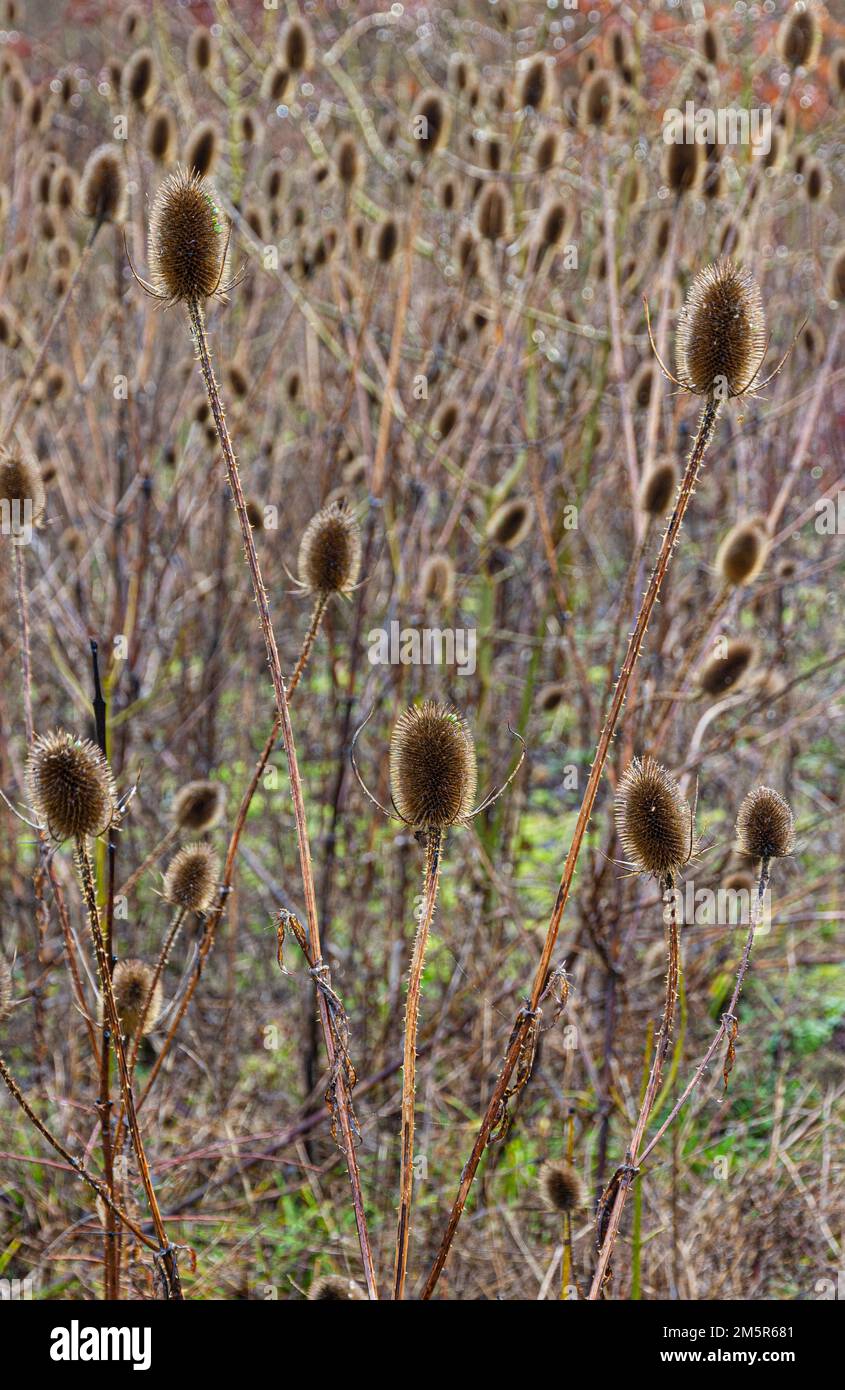 Inverno Teasels Dipsacus Fullonum 800 legno Madingley Cambridge Foto Stock