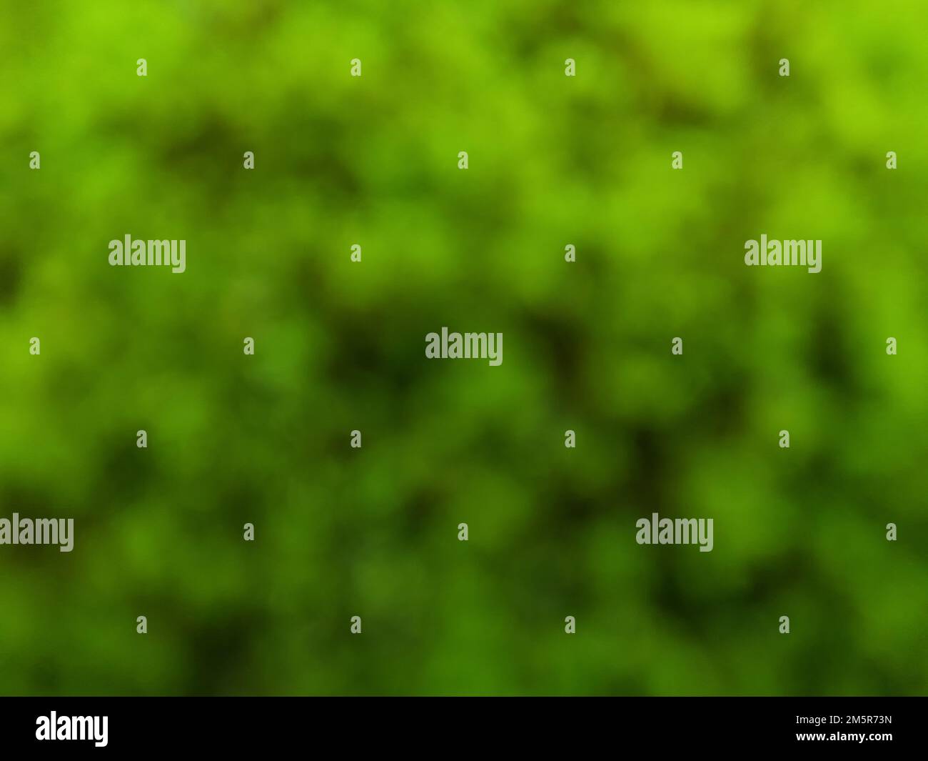 Primo piano. Foto sfocata o sfondo sfocato di natura verde. Per sfondi Foto Stock