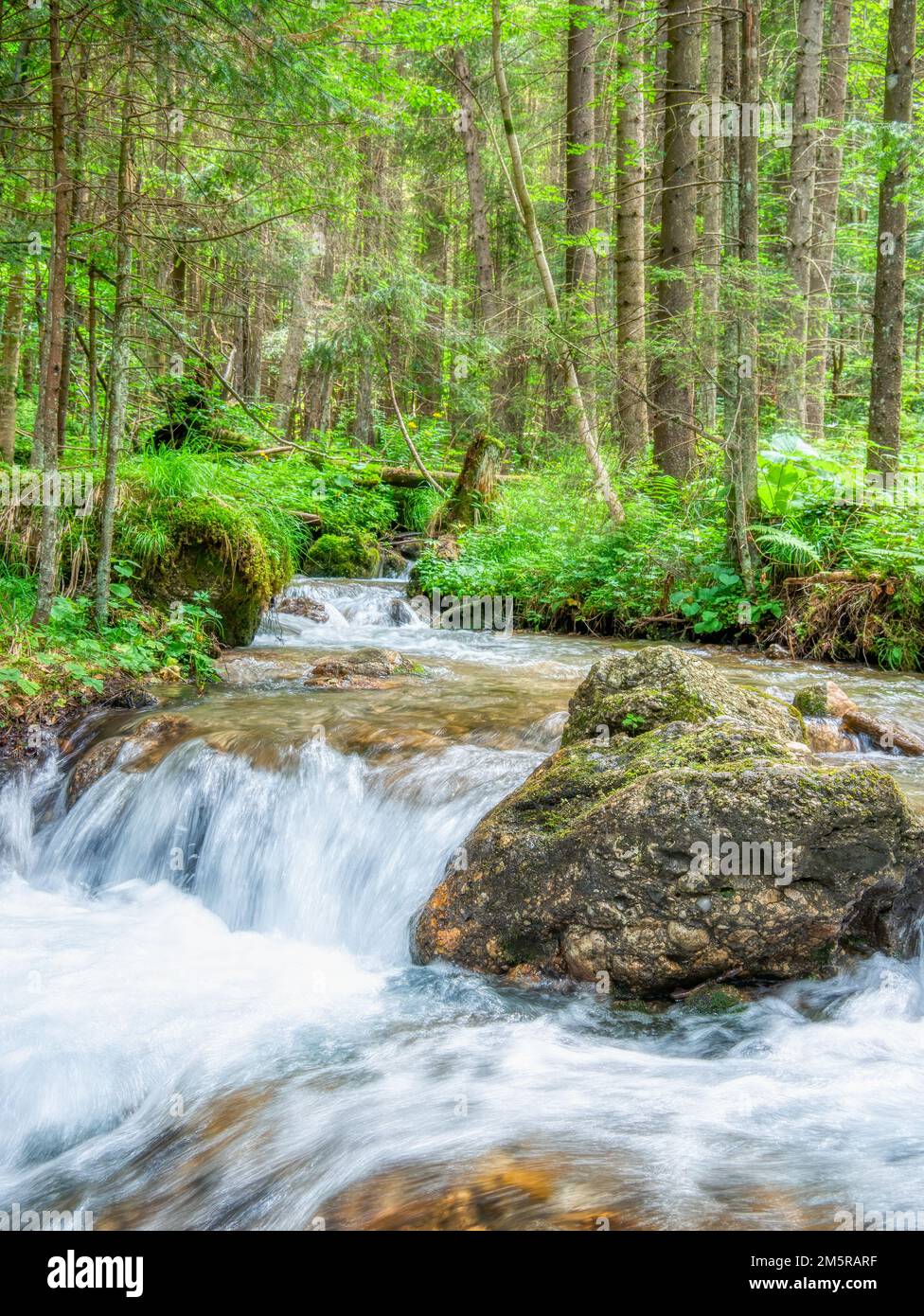 Ruscello che scorre uniformemente tra le rocce e le foglie verdi nella foresta. Foto Stock