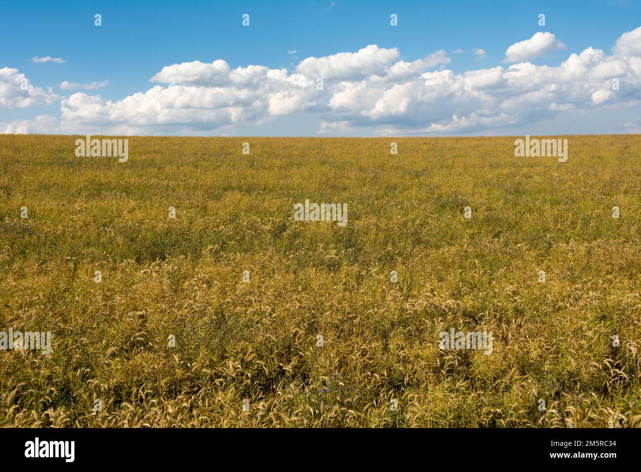Campo di segale con cielo blu e nuvole bianche in una giornata di sole estate Foto Stock