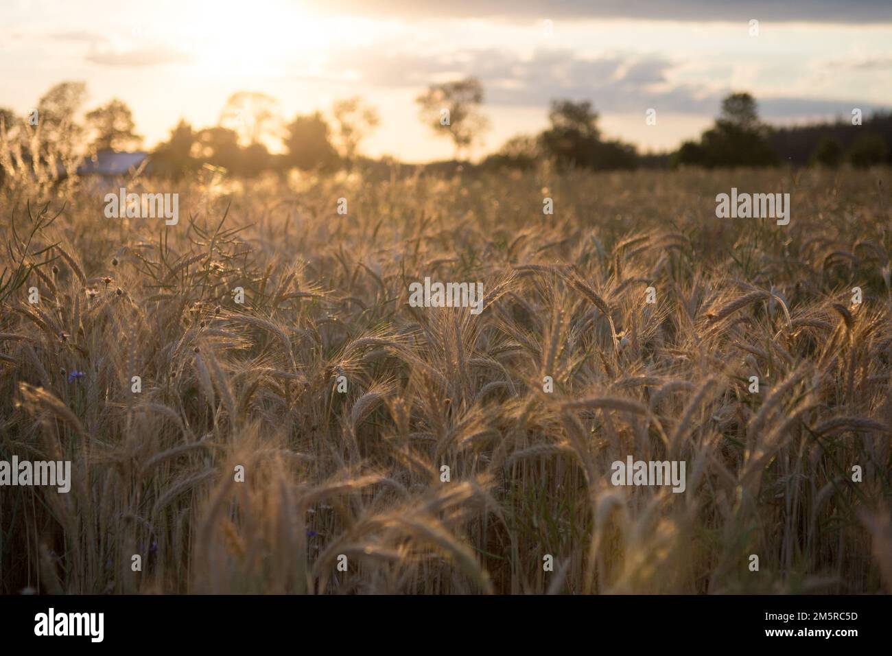 Campo di segale alla luce di un sole che tramonta Foto Stock