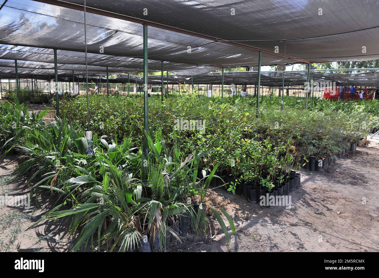 Piante nel vivaio del programma di rimboschimento statale CEDES (Foto di tiradorcuarto/NortePhoto) Plantas en el vivero del programma re reforstacion estatal del CEDES (Foto di tiradorcuarto/NortePhoto) Foto Stock