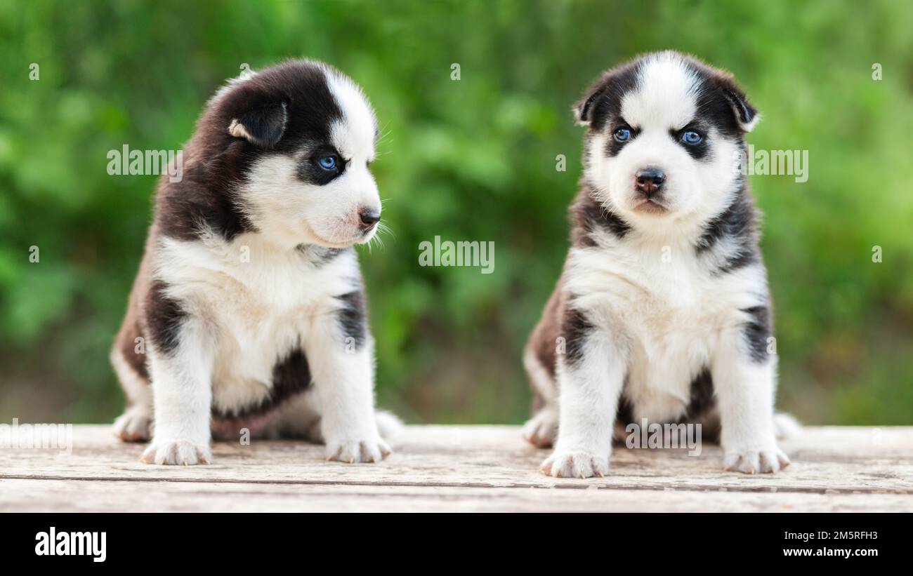 Adorabili cuccioli di Husky siberiani seduti su un tavolo di legno bianco Foto Stock