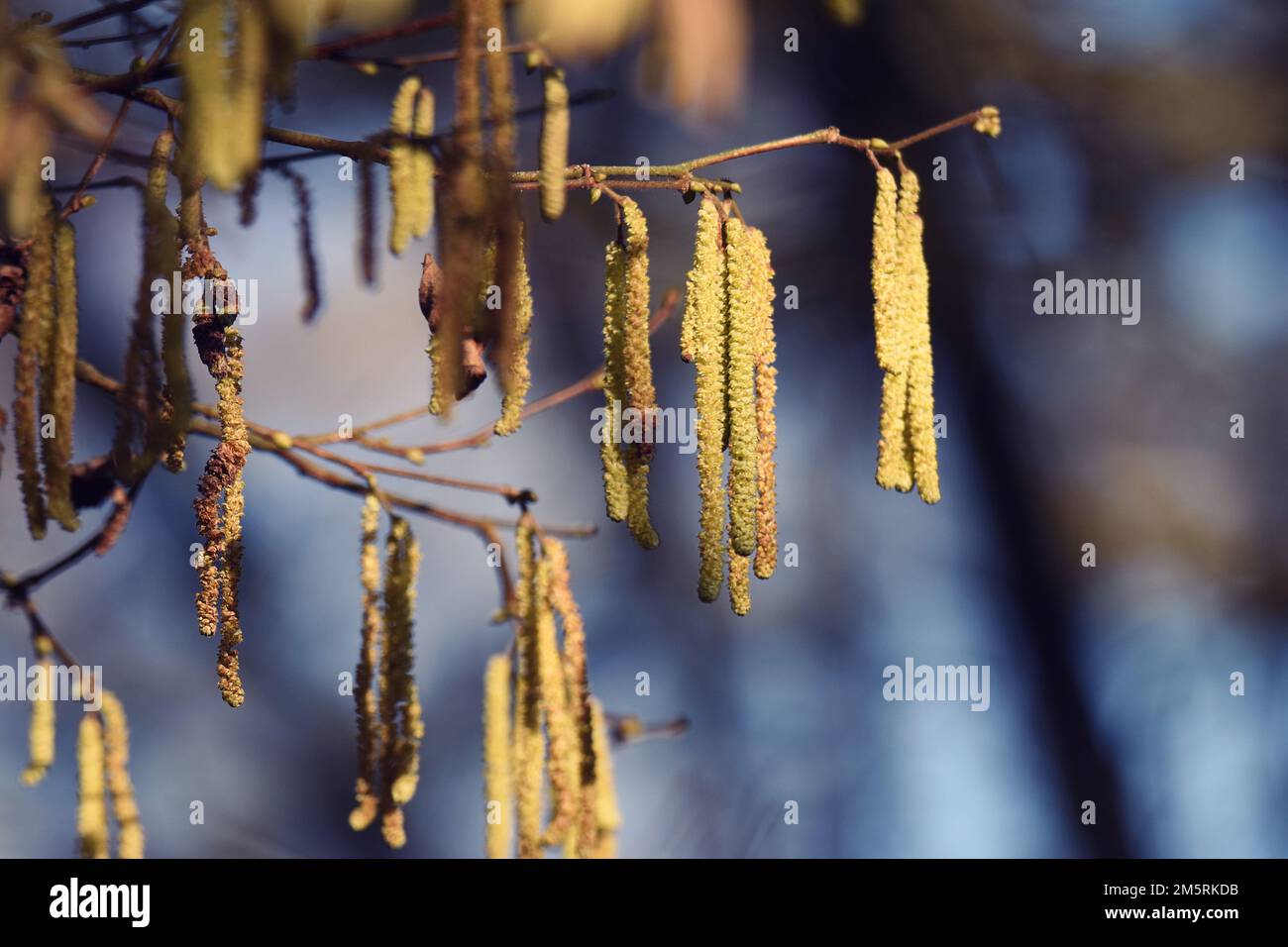 Un bel primo piano di semi di betulla d'argento Foto Stock