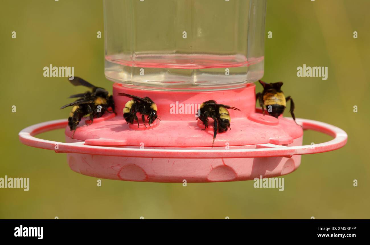 Bumble api ottenere nettare da un Hummingbird alimentatore durante una siccità Foto Stock
