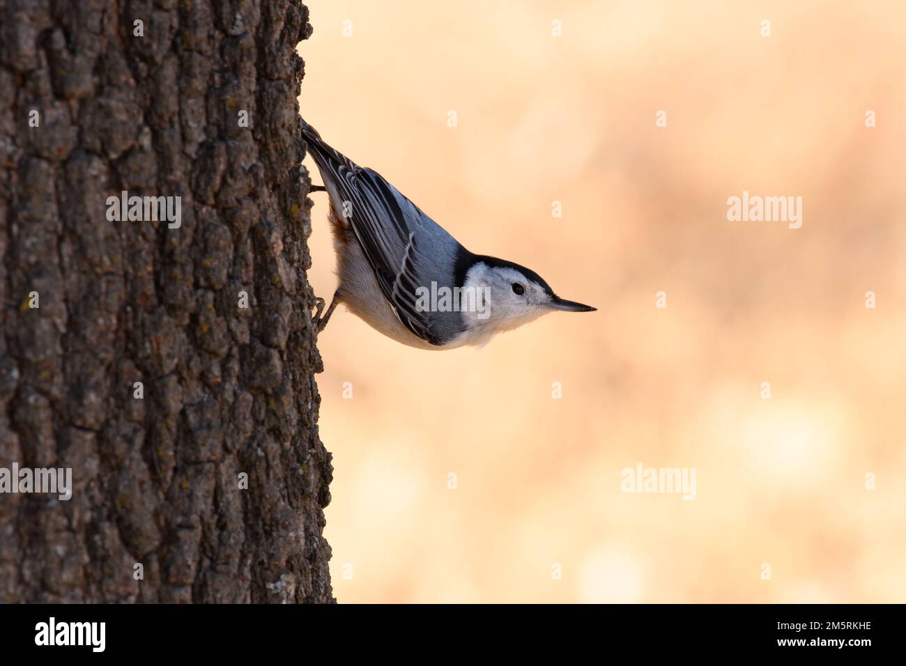 Bel Nuthatch bianco-breasted maschio che si insinua su un tronco d'albero nel suo tipico modo capovolto Foto Stock