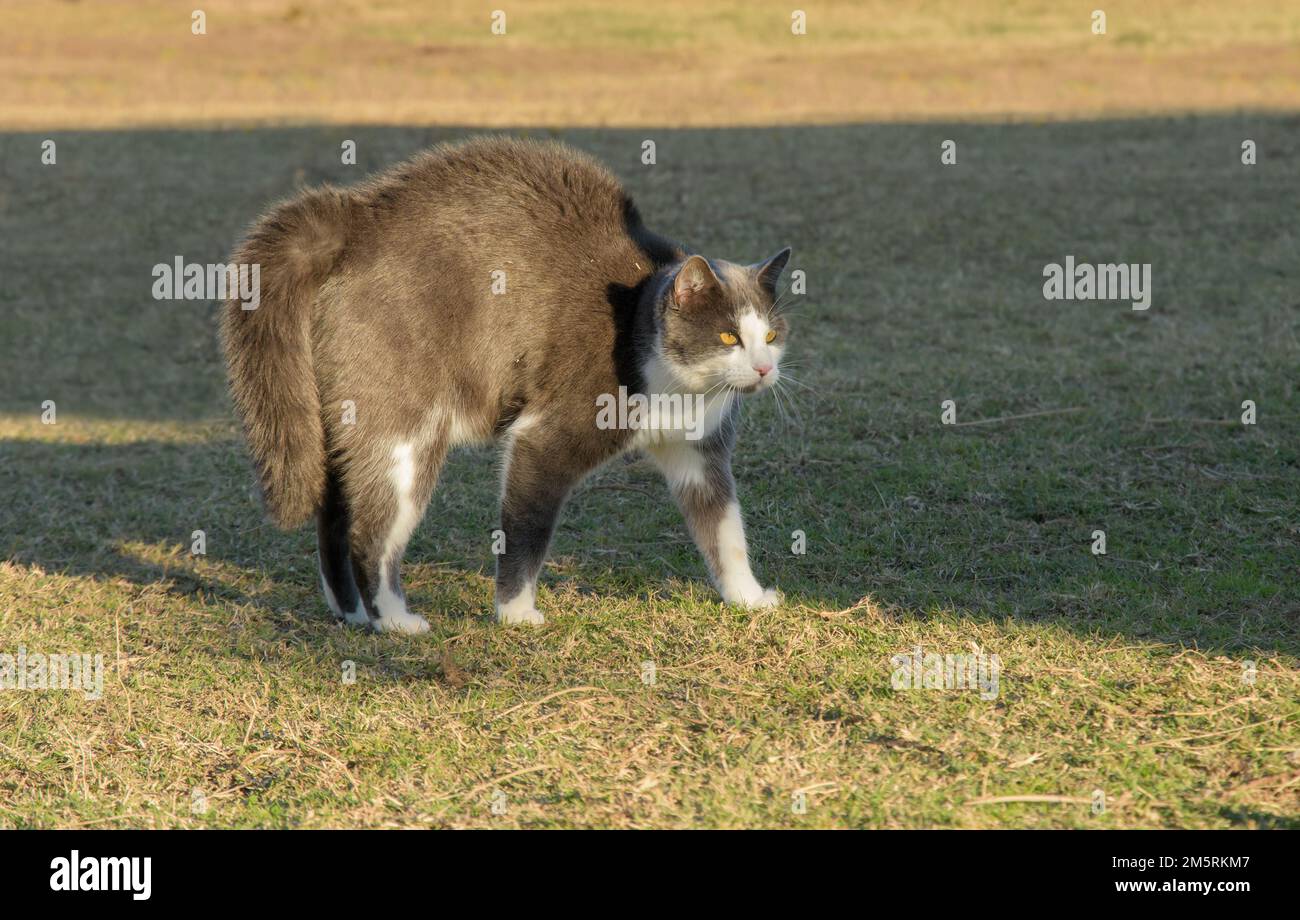 Un gatto grigio e bianco con la schiena piegata e i capelli in piedi fino a guardare più grande e più spaventoso come un avvertimento Foto Stock