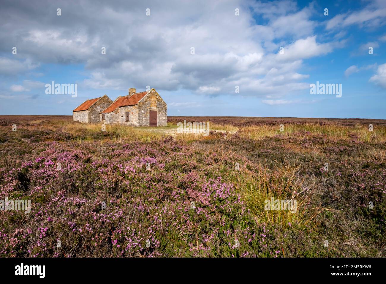 Heather presso la fucilazione di High Moor, Egton, North York Moors Foto Stock