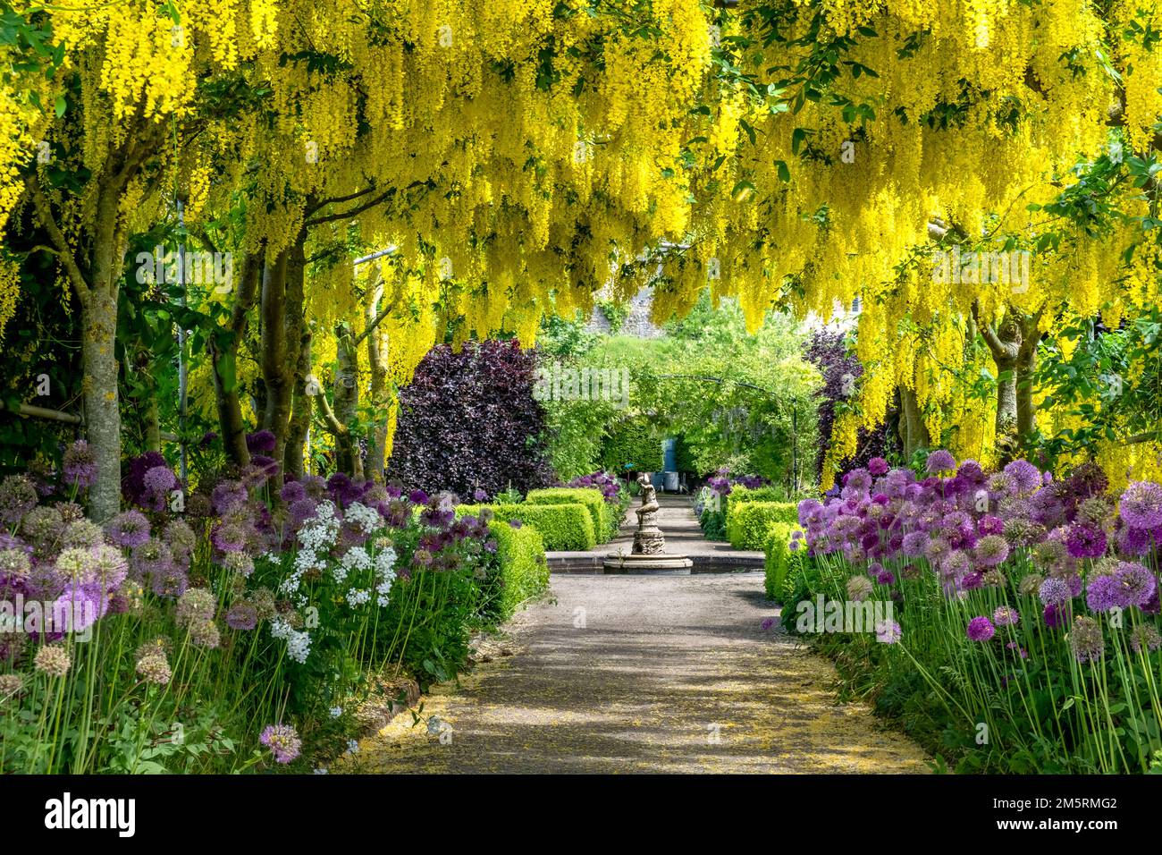 Laburnum e alleati al giardino murato di Helmsley North Yorkshire Foto Stock