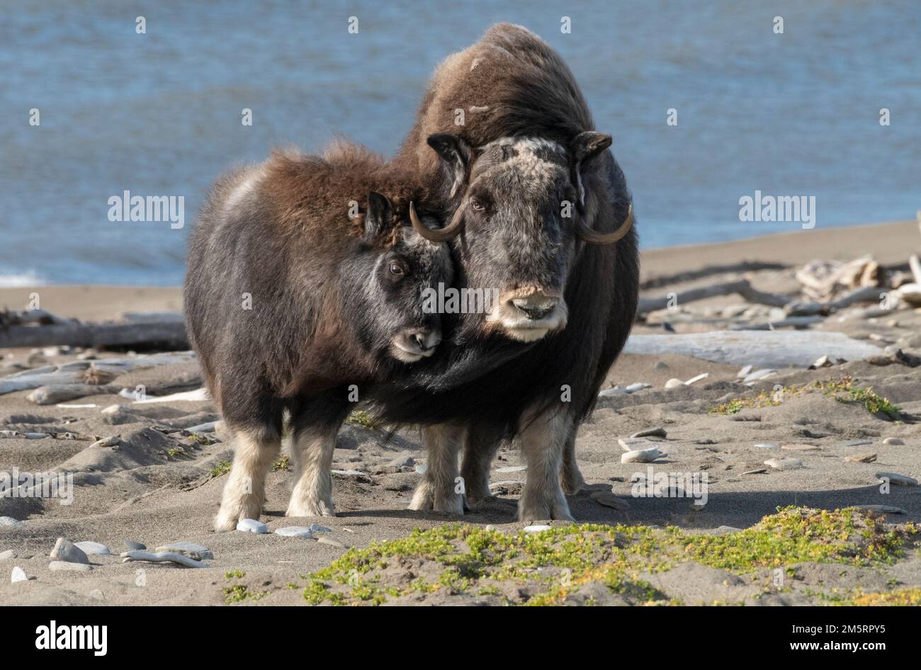 Nord America; Stati Uniti; Alaska; Fauna selvatica; Muskox; Ovibos moschatus; Penisola di Seward; Autunno; mucca e vitello Foto Stock