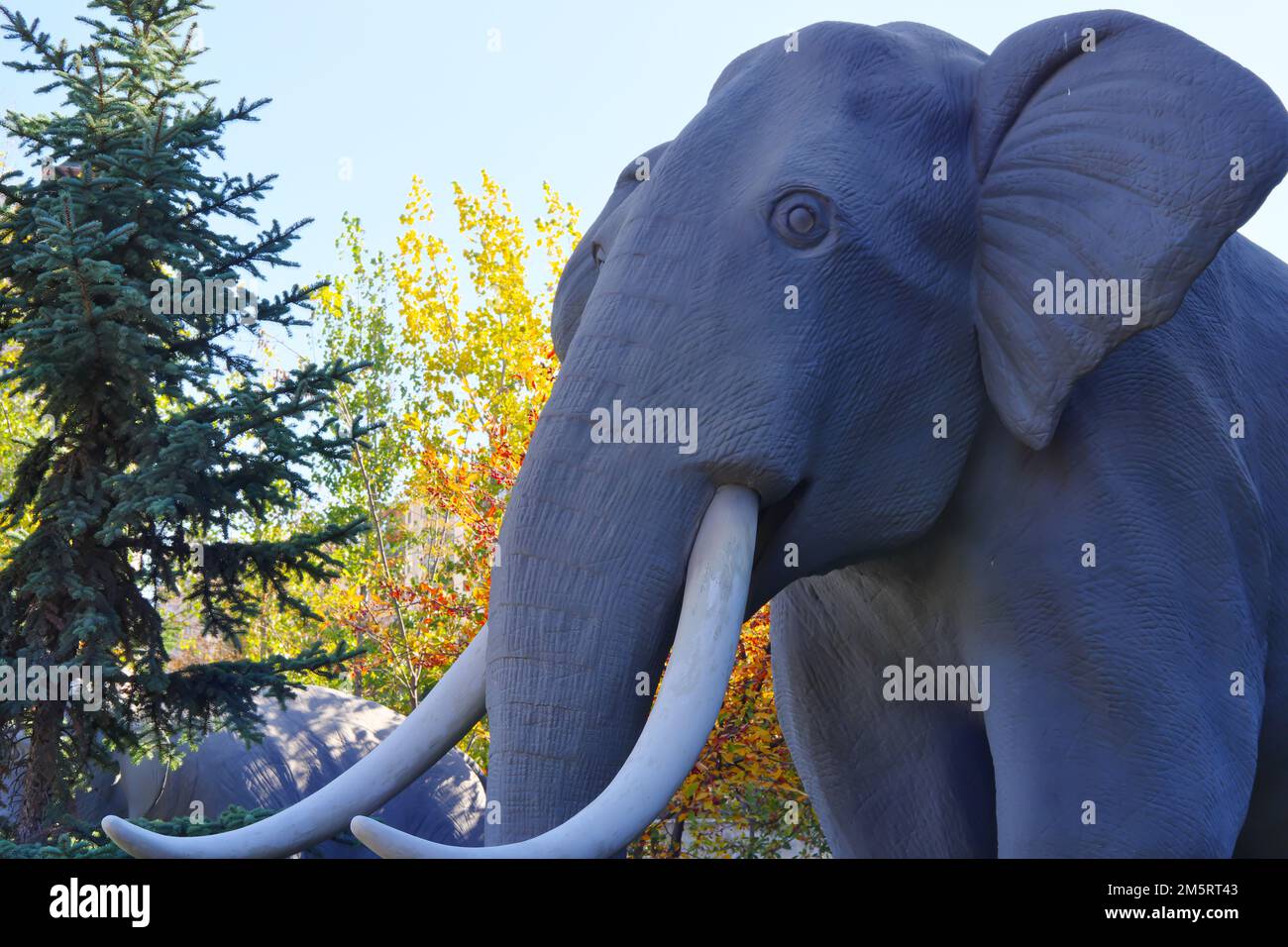Illustrazione di mammut da un museo all'interno di alberi. Primo piano della testa e dell'avvisatore acustico Foto Stock