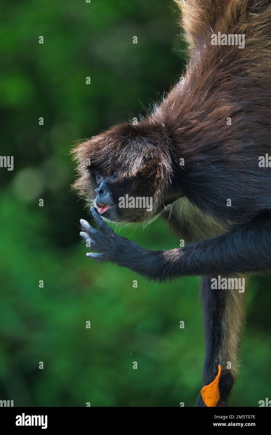 Un bel primo piano di una scimmia ragno dalla testa nera con il cibo in mano Foto Stock