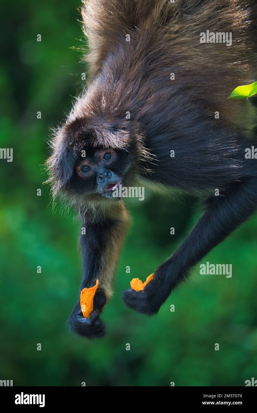Un bel primo piano di una scimmia ragno con il cibo in mano guardando dritto alla macchina fotografica Foto Stock
