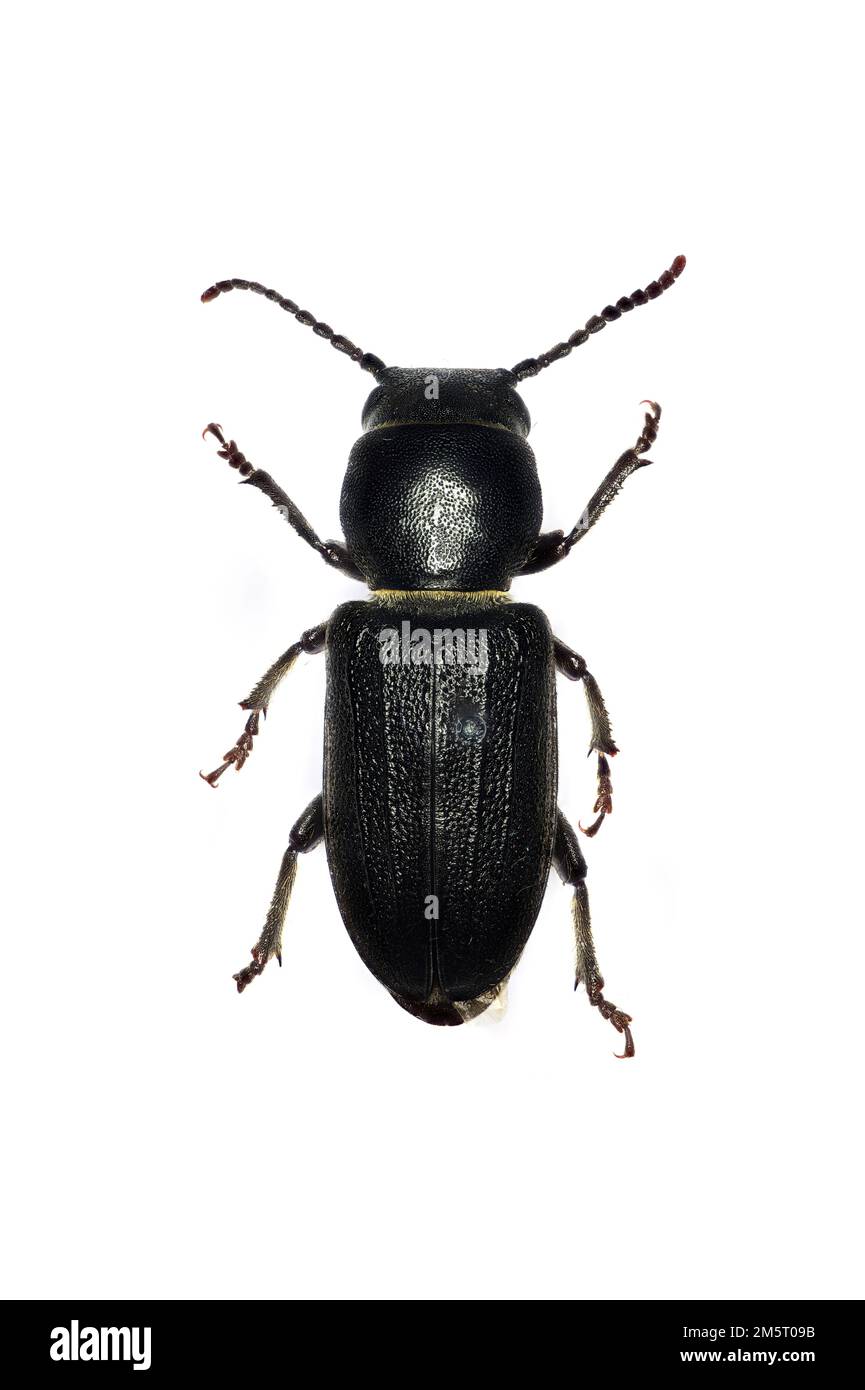 Lo Spondylis buprestoides è lo scarabeo e il coleottero, prevalente nei boschi di conifere, nei siepi e nei siti con legno di conifere non pelato fatto dall'uomo. Foto Stock