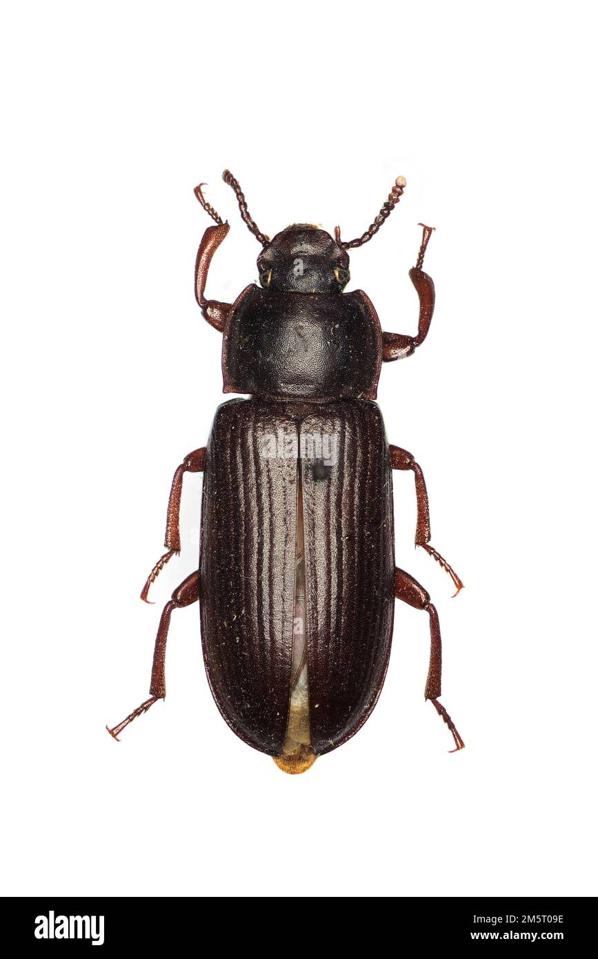 Il coleottero giallo, Tenebrio molitor, è una specie di coleottero scuro. Foto Stock