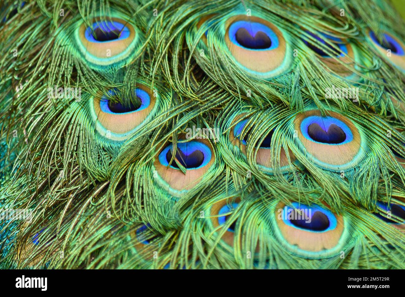 Piume di pavone, il motivo di colore assomiglia agli occhi, occhi di pavone, belle piume colorate Foto Stock
