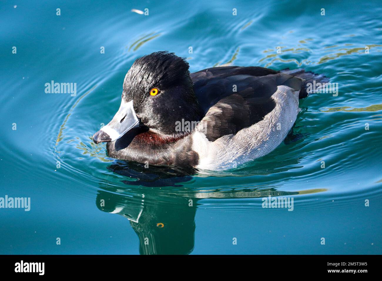 Anatra maschio con collo ad anello o Aythya Collaris che nuotano in un lago presso il ranch d'acqua ripariano in Arizona. Foto Stock