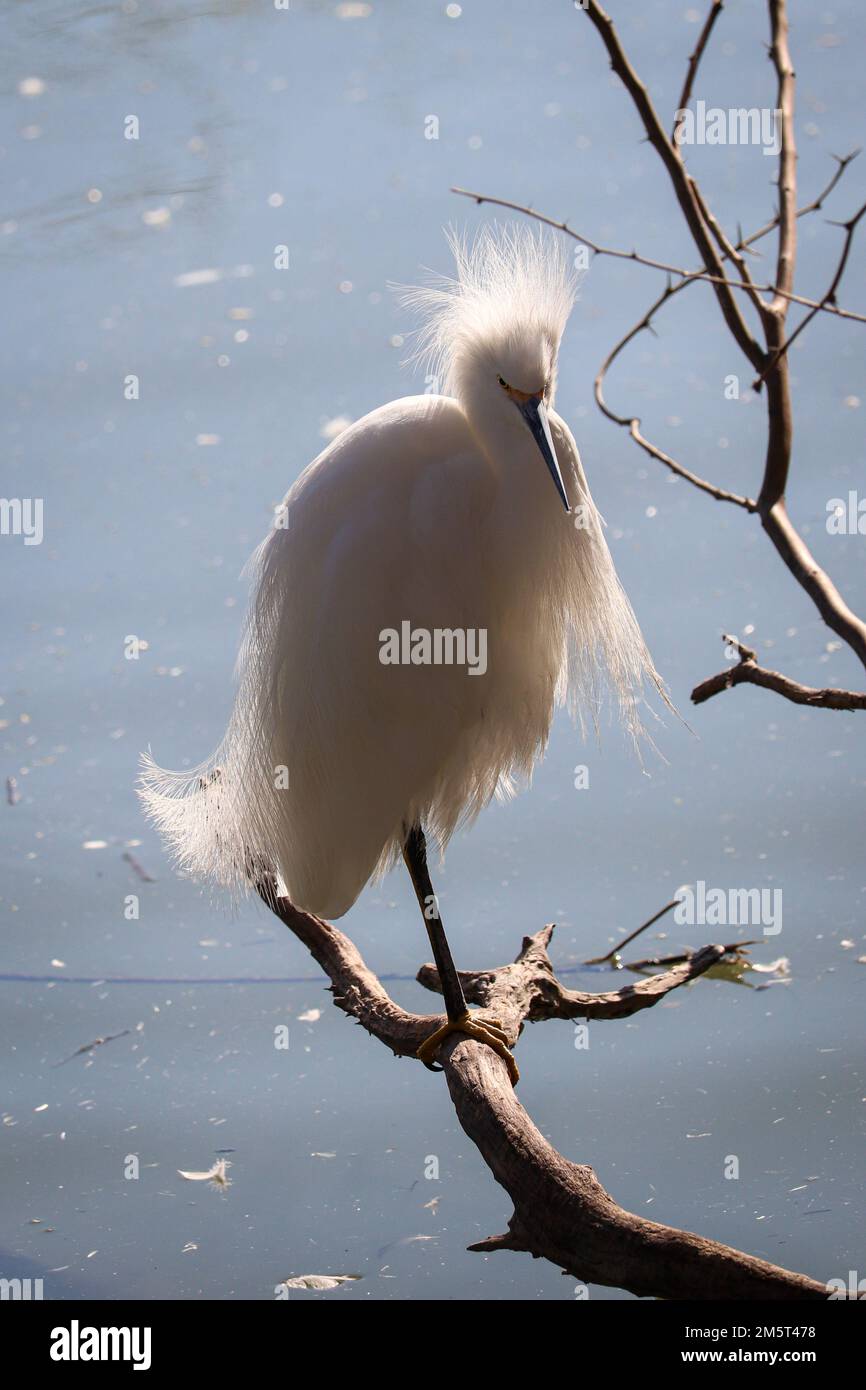 Gretta innevata o gretta thula appollaiata su un ramo del ranch d'acqua di Riparian in Arizona. Foto Stock