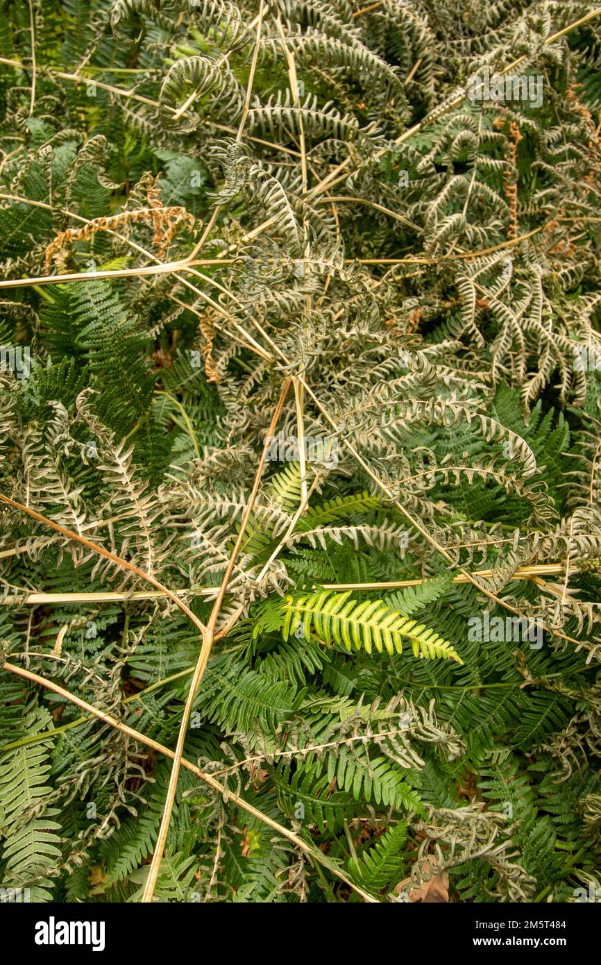 Primo piano intimo ritratto di piante di fronte incandescente Fern, che mostra modelli naturali e natura caos Foto Stock