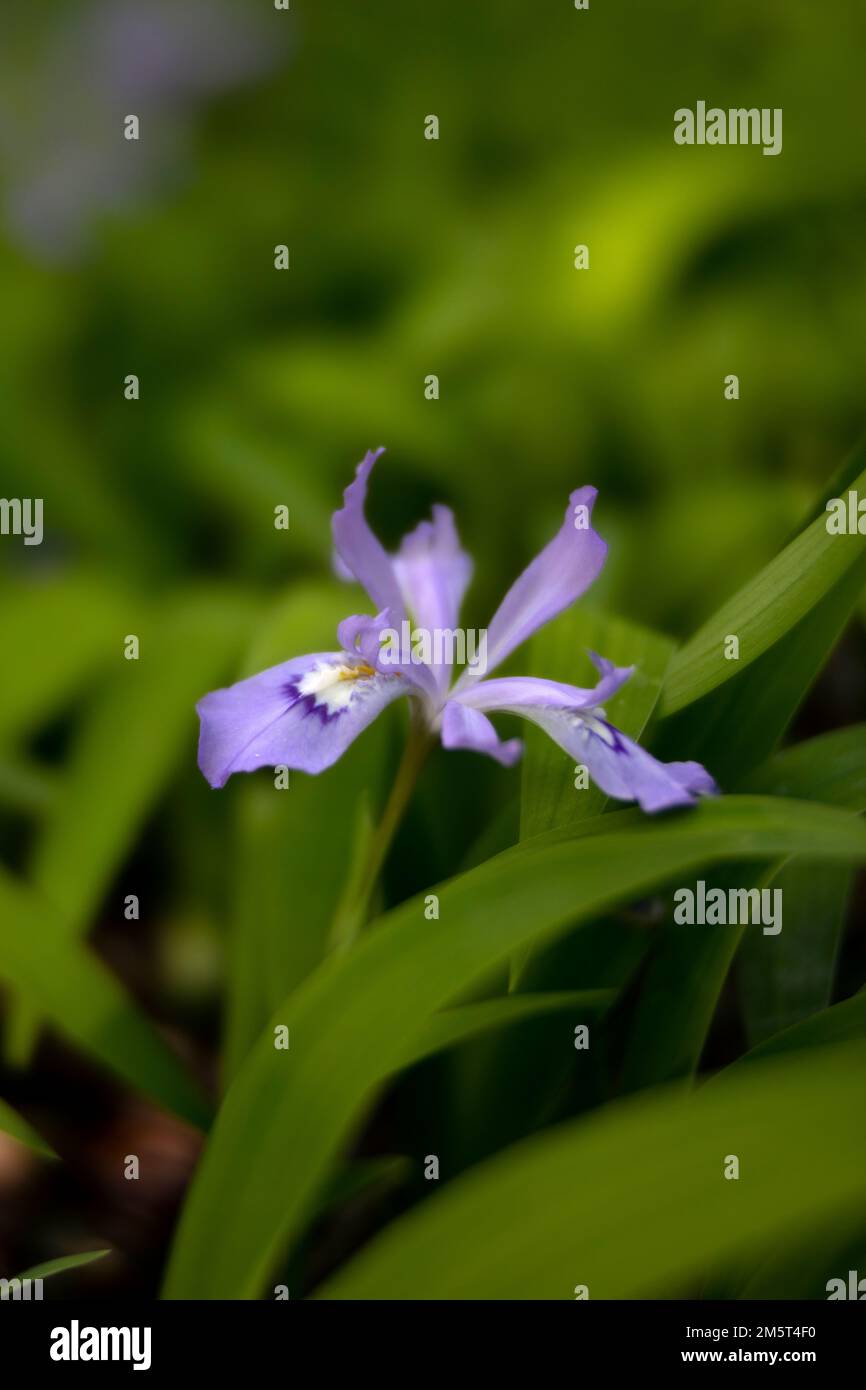 TN00100-00....Tennessee - Wild Iris nel Parco Nazionale delle Great Smoky Mountains. Fotografia con obiettivo Lensbaby Edge 50. Foto Stock