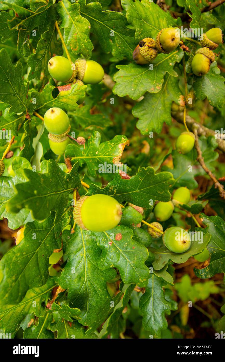 Primo piano ritratto di piante naturali di Acorni fiorente in un autunno inglese Foto Stock