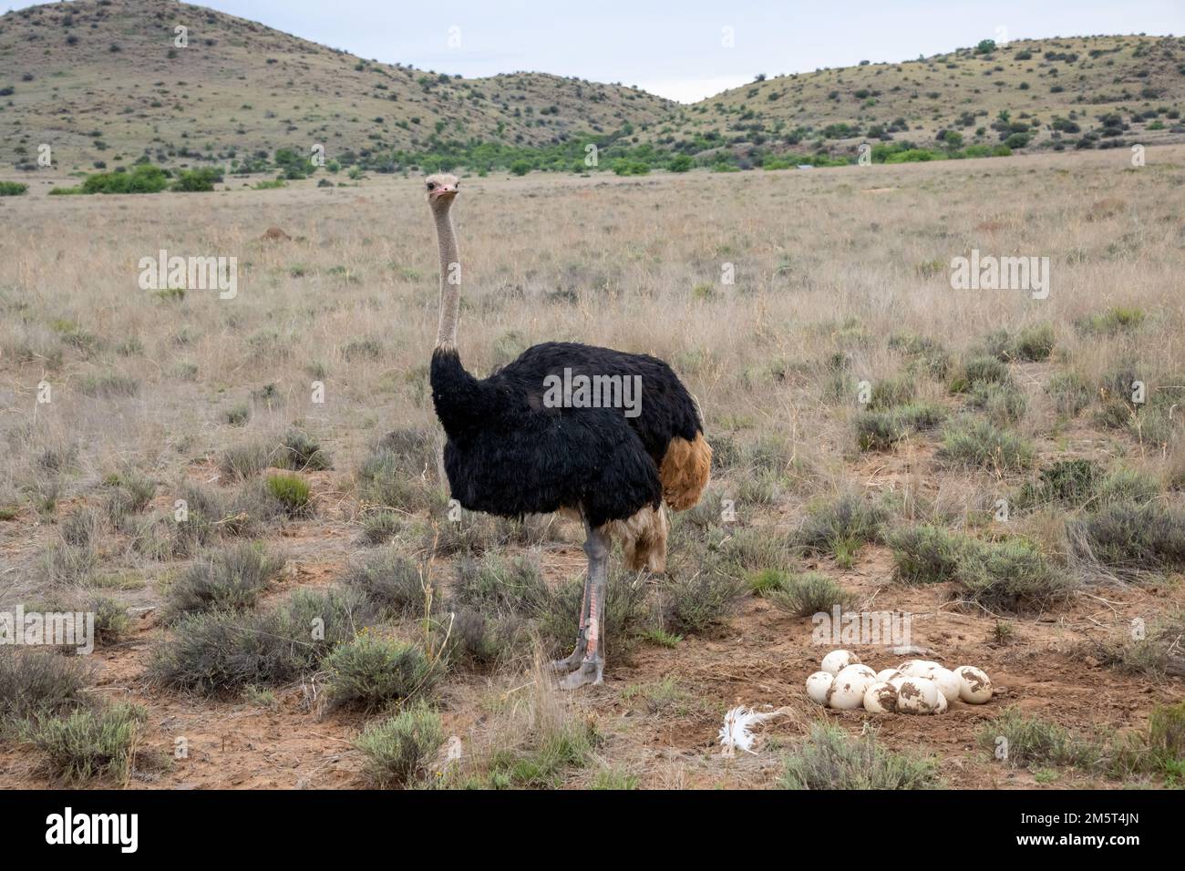 Ostriche africane maschili con oltre una dozzina di uova Foto Stock