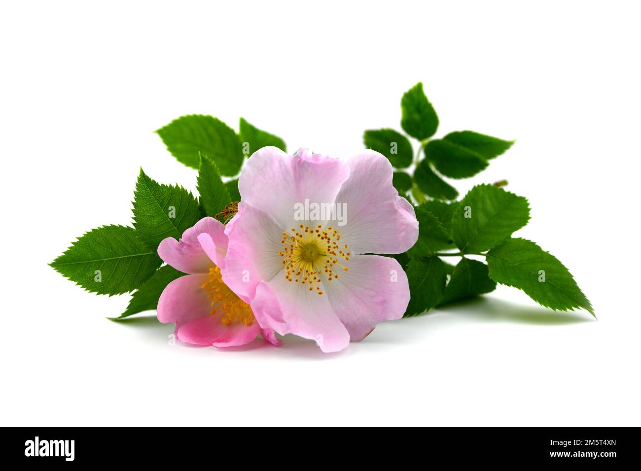 Ramo di una rosa canina con fiore rosa Foto Stock