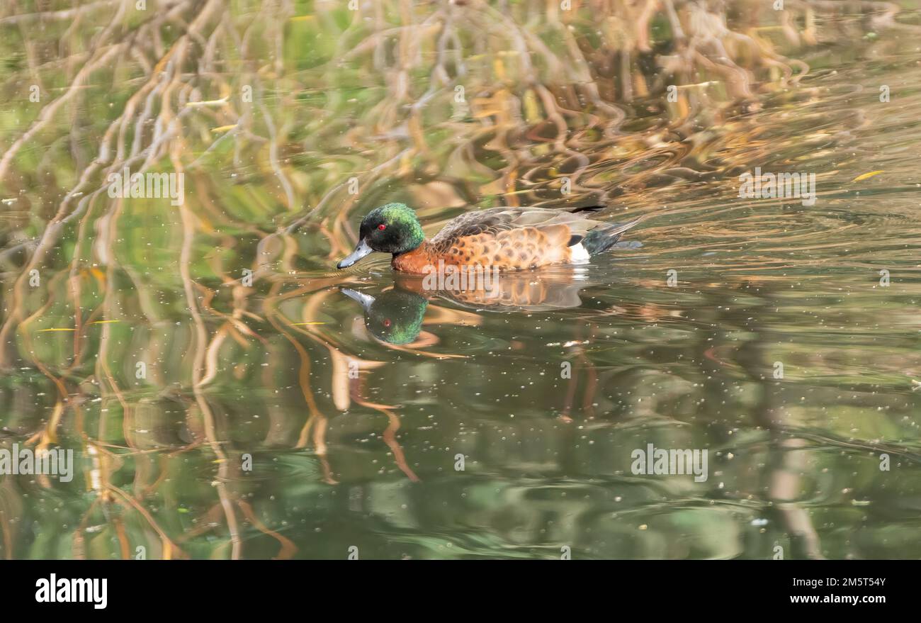 Il capezzolo maschio di castagno (Anas castanea) è contraddistinto da una testa verde metallizzata e da ricchi fianchi di castagno Foto Stock