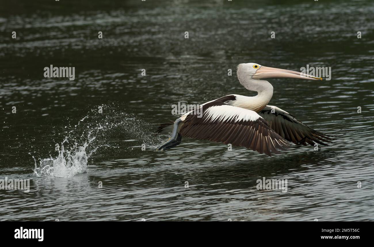 Il pellicano australiano (Pelecanus conspicillatus) è un uccello della famiglia dei Pelecanidae, diffuso in Australia. Foto Stock
