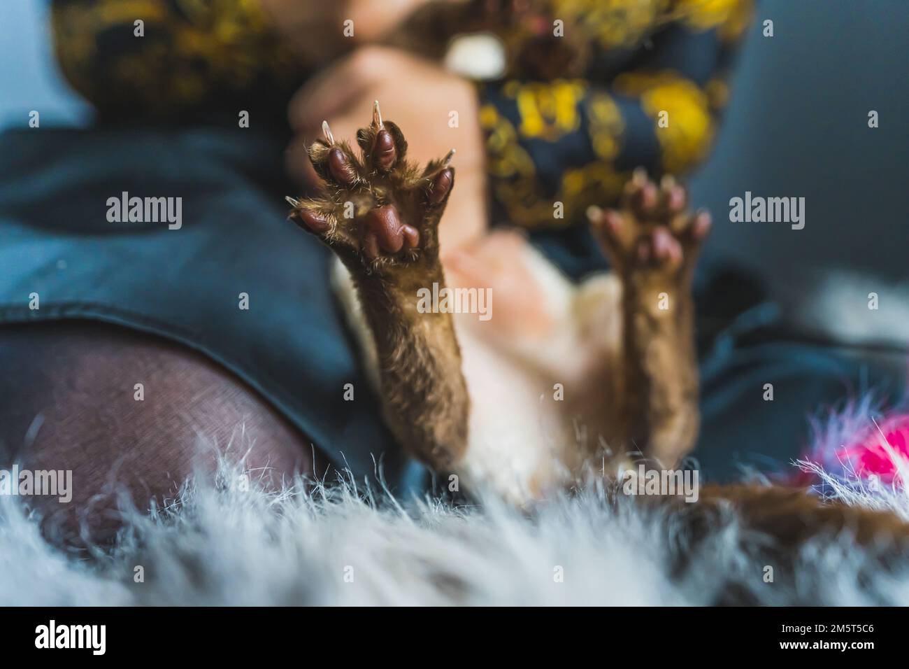 Primo piano delle zampe di gatto Devon Rex con artigli lunghi e affilati. Foto di alta qualità Foto Stock