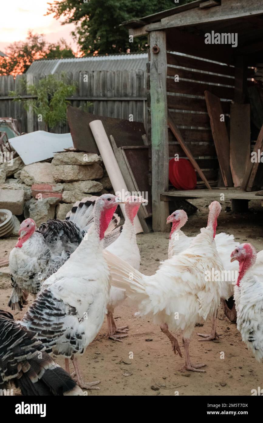 diversi tacchini su terreni agricoli in romania Foto Stock