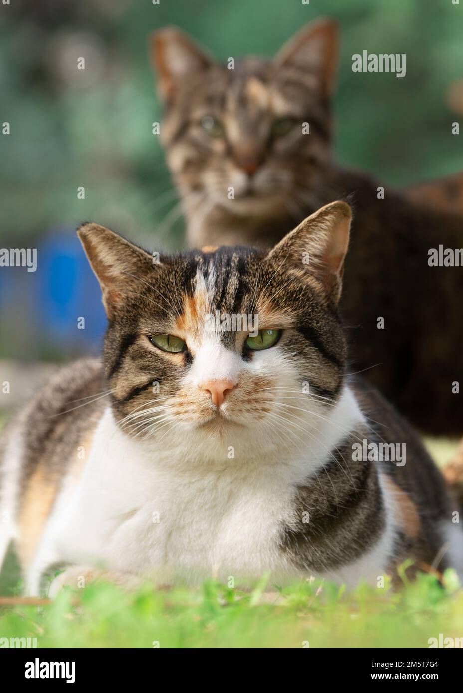 Gatti che guardano la macchina fotografica all'aperto nel parco estivo Foto Stock