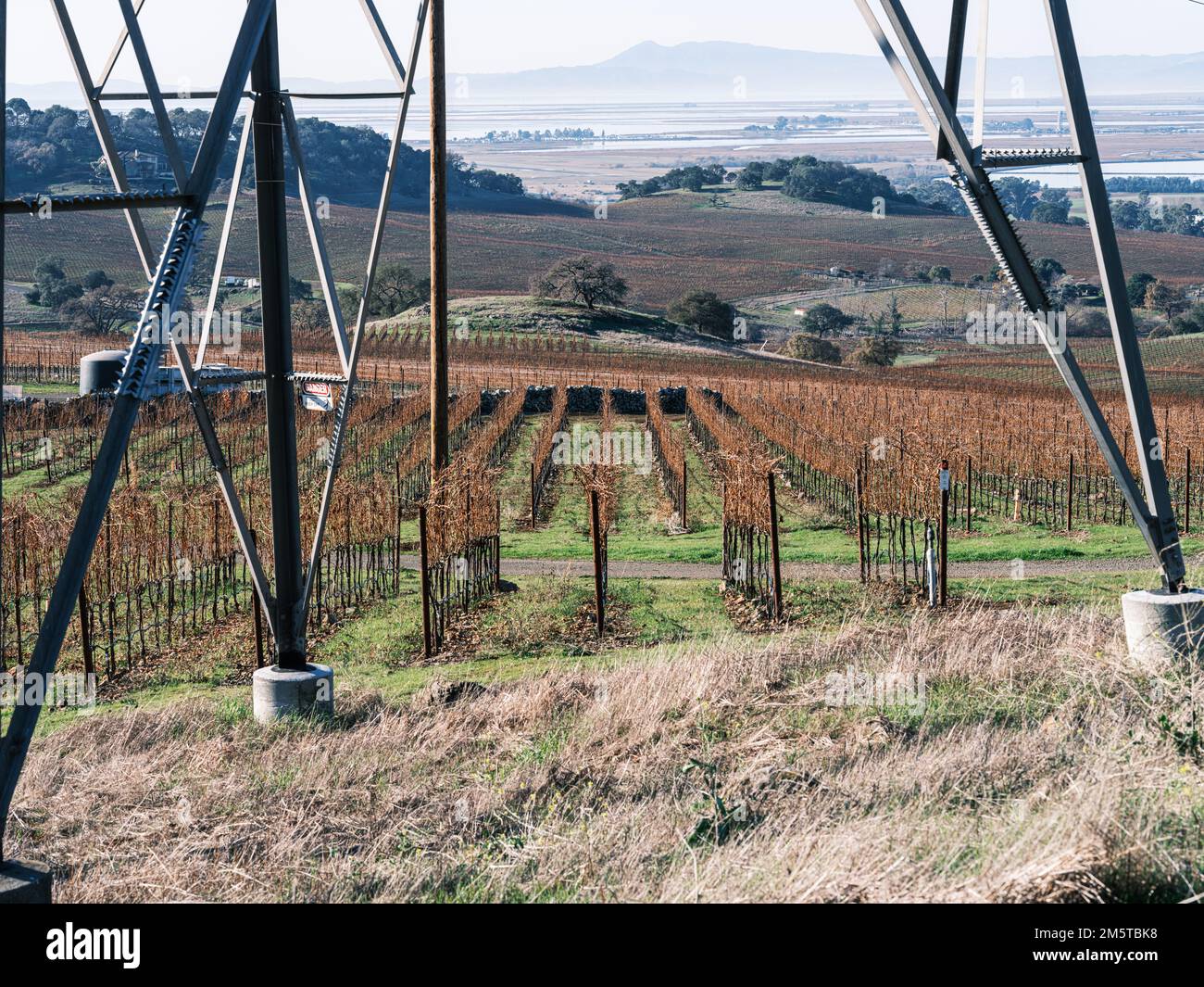 Paesaggio autunnale nella Napa Valley, vitigni che si rienergizzano all'inizio di dicembre, California Foto Stock