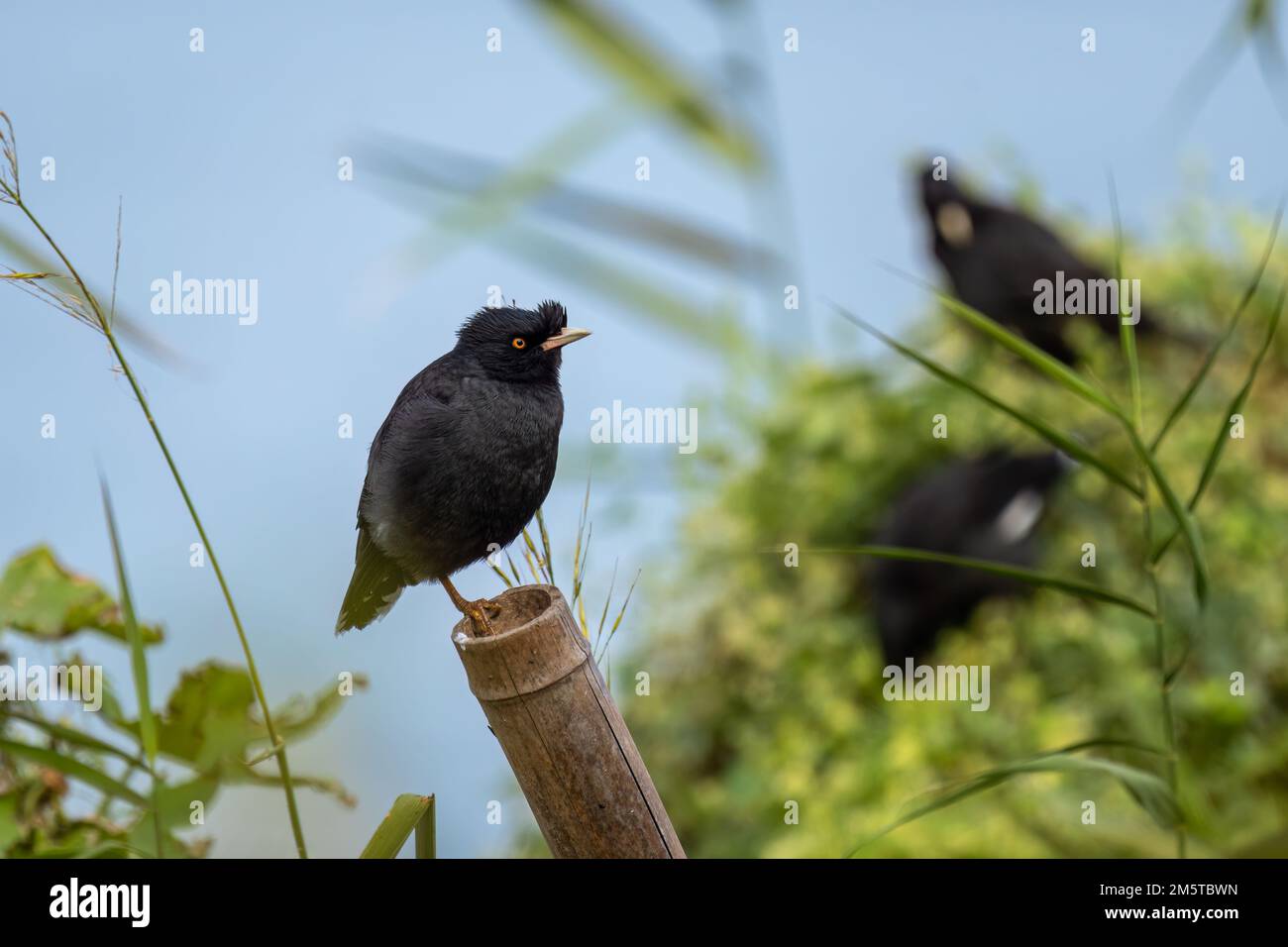 Primo piano di una migna crestata (Acridotheres cristatellus) in piedi o seduti su un cespuglio verde durante l'estate in una giornata di sole Foto Stock