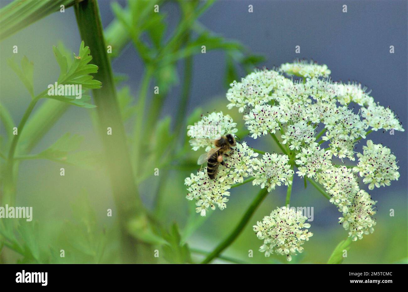 Ape raccolta polline da fiori bianchi Foto Stock