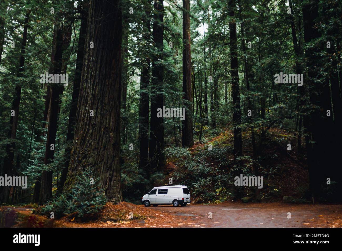 Van parcheggiato nella lussureggiante Foresta costiero di sequoie in California. Foto Stock